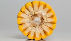 Kukurydza siewna Almondo KWS kwalifikat C1 nasiona