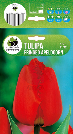 TULIPAN FRINGED APELDOORN 11/12 5 SZT