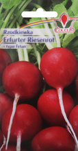 Rzodkiewka Eerfurter Riesenrot 10 g nasiona Coleus