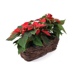 Balkonówka prostokątna 39x20x15