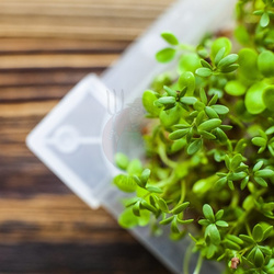 Kiełkownica Zielona Czuprynka z nasionami rzodkiewki (745748)
