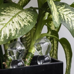 Kula nawadniająca potrójna (trzykomorowa), przezroczysta bezbarwna, 600 ml (720990)