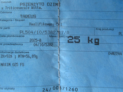 Pszenżyto ozime Tadeus