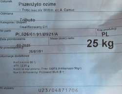 Pszenżyto ozime Tributo