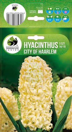 HIACYNT CITY OF HAARLEM 14/15 3 PCS