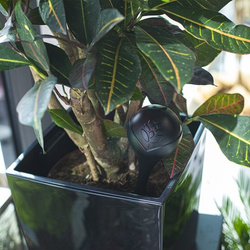 Kule nawadniające do roślin czarne - 2 szt.