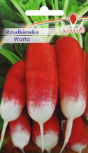 Rzodkiewka Warta nasiona 10 g