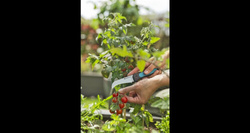 Nóż do ziół i warzyw VeggieCut