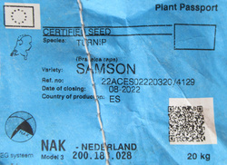 Rzepa pastewna Samson nasiona