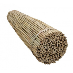 Tyczka bambusowa 150 cm 16-18 mm