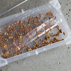 Kiełkownica Zielona Czuprynka z nasionami rzodkiewki (745748)