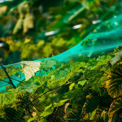 Siatka przeciw ptakom 8x14 m