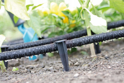 Kołki do linii kroplującej Waterpeg 50 szt.