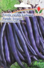 Fasola zwykła karłowa Purple Teepee 20 g