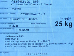 Pszenżyto jare Mamut kwalifikat C1