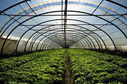 FOLIA TUNELOWA UV4 6x33 m (cena za mb)