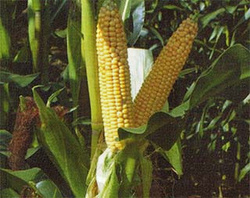 Kukurydza Rywal + Korit 420 FS + Force 20 FC