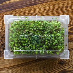 Kiełkownica Zielona Czuprynka z nasionami rzodkiewki (745748)