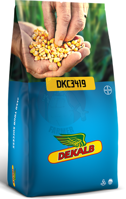 Kukurydza siewna DKC 3419 Kwalifikat C1 Dekalb