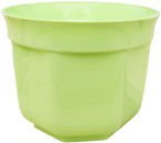 OSŁONKA 13 PISTACJA