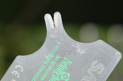 WYCIĄGACZ KLESZCZY SAFECARD