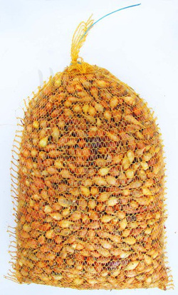 CEBULA DYMKA WOLSKA 2