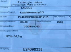 Pszenżyto ozime Tadeus