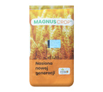 Pszenica Wilejka (oścista)