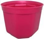 OSŁONKA 17 AMARANT PERŁA