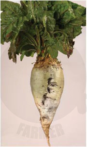 Burak pastewny Zentaur Poly 1kg