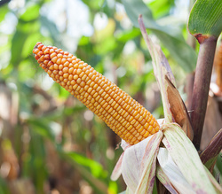 Kukurydza siewna Skarb kwalifikat C1