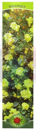 RÓŻA PNĄCA