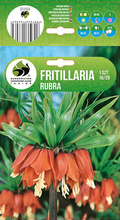 FRITILLARIA SZACHOWNICA RUBRA 18/20 1 SZT