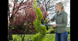 Nożyce do żywopłotu PrecisionCut