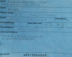 Pszenica oścista Wilejka nasiona kwalifikat C1