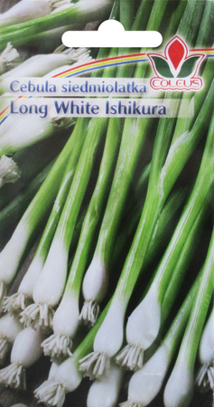 Cebula siedmiolatka Long White Ishikura 2 g nasiona Coleus