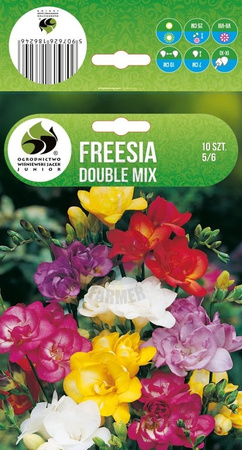 FREZJA PEŁNY MIX 5-6 10SZT.