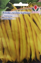 Fasola szparagowa żółta karłowa Sonesta 50 g nasiona Coleus