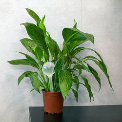 Kule nawadniające do roślin - 2 szt.