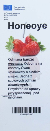 Truskawka sadzonka