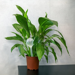 Kule nawadniające do roślin - 2 szt.