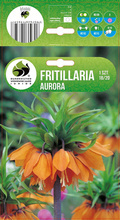 FRITILLARIA SZACHOWNICA AURORA 18/20 1 SZT