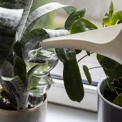 Kula nawadniająca potrójna (trzykomorowa), przezroczysta bezbarwna, 600 ml (720990)