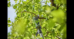 Nożyce akumulatorowe teleskopowe do gałęzi HighCut 250/18V P4A – zestaw