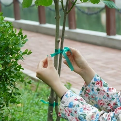 Taśma do podwiązywania roślin PVC, 1,2 cm x 40 m (722505)