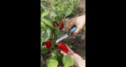 Nóż do ziół i warzyw VeggieCut