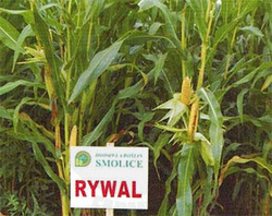 Kukurydza Rywal + Korit 420 FS