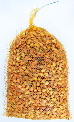 CEBULA DYMKA WOLSKA 2 