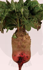 Burak pastewny Rekord Poly 0,5 kg