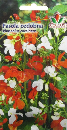 FASOLA OZDOBNA MIESZANKA KOLORÓW 5 NASION